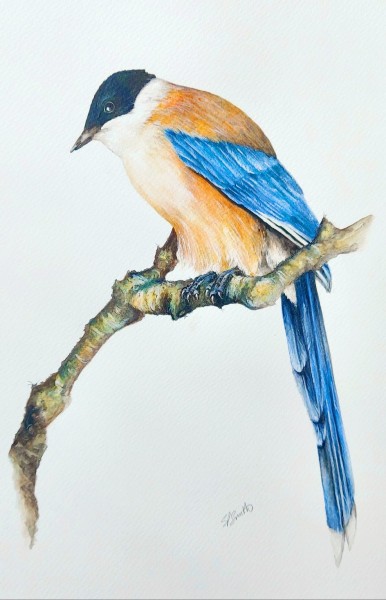 Iberian Azure Winged Magpie